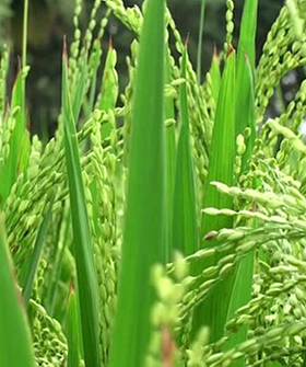 Sai Bhavya Seeds