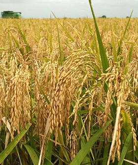 Sai Bhavya Seeds