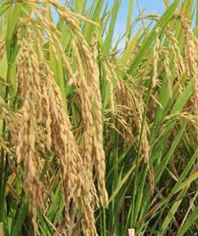 Sai Bhavya Seeds
