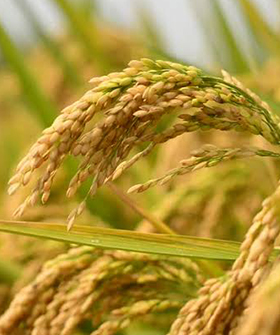 Sai Bhavya Seeds