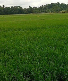 Sai Bhavya Seeds