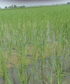 Sai Bhavya Seeds