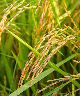 Sai Bhavya Seeds