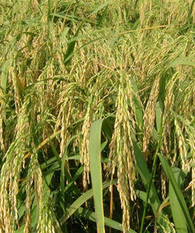 Sai Bhavya Seeds