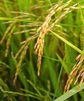 Sai Bhavya Seeds