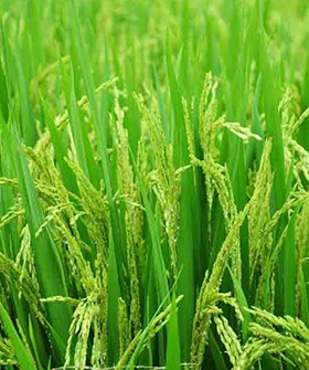 Sai Bhavya Seeds