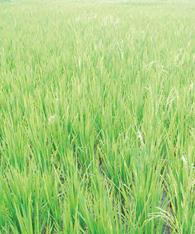 Sai Bhavya Seeds