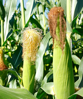 Sai Bhavya Seeds