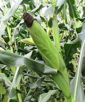 Sai Bhavya Seeds