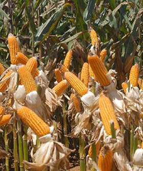 Sai Bhavya Seeds