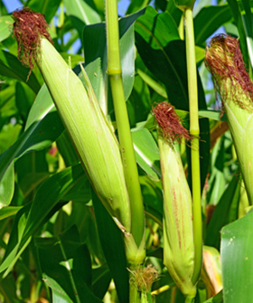 Sai Bhavya Seeds