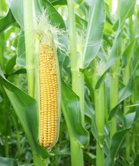 Sai Bhavya Seeds