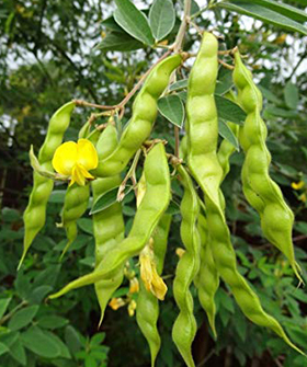 Sai Bhavya Seeds