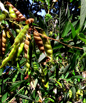 Sai Bhavya Seeds