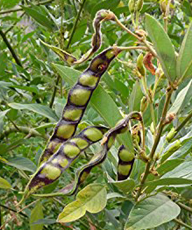 Sai Bhavya Seeds