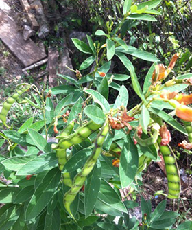 Sai Bhavya Seeds