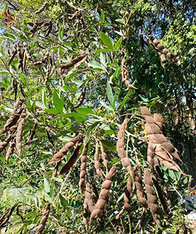 Sai Bhavya Seeds