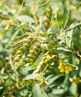 Sai Bhavya Seeds