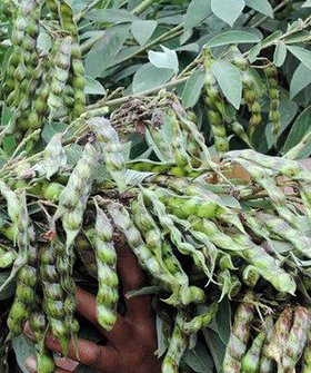 Sai Bhavya Seeds