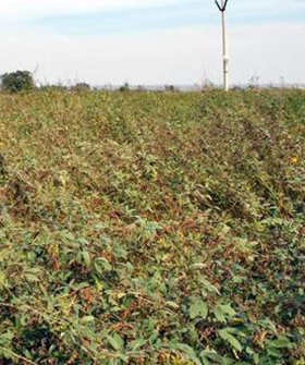 Sai Bhavya Seeds