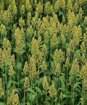 Sai Bhavya Seeds
