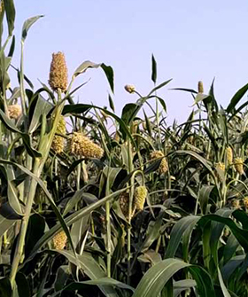 Sai Bhavya Seeds