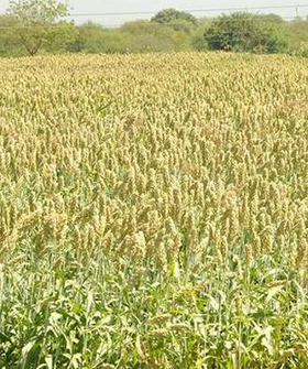 Sai Bhavya Seeds