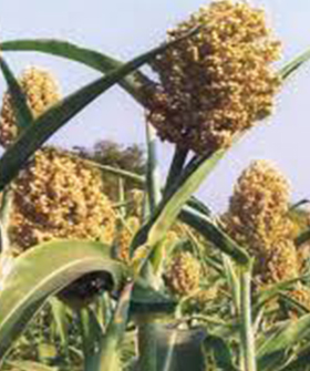Sai Bhavya Seeds