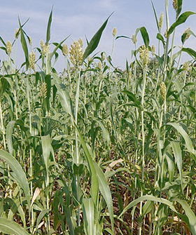 Sai Bhavya Seeds