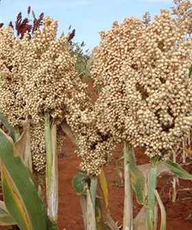 Sai Bhavya Seeds