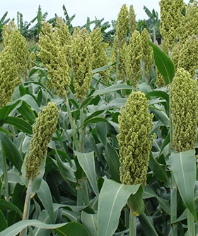 Sai Bhavya Seeds