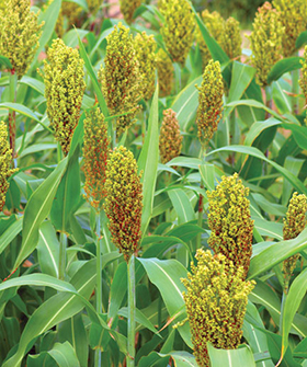 Sai Bhavya Seeds