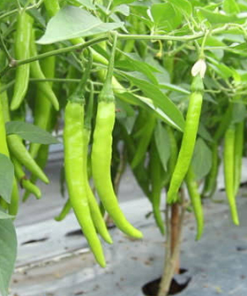 Sai Bhavya Seeds