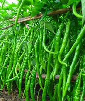 Sai Bhavya Seeds