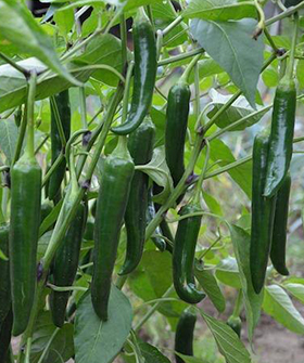 Sai Bhavya Seeds