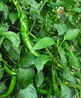 Sai Bhavya Seeds