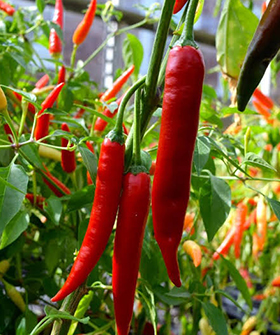 Sai Bhavya Seeds