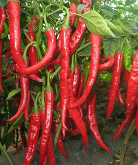 Sai Bhavya Seeds
