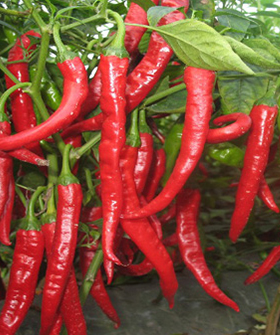 Sai Bhavya Seeds