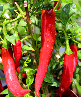 Sai Bhavya Seeds