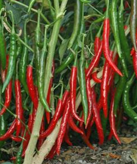 Sai Bhavya Seeds