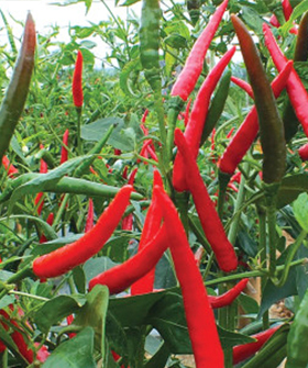 Sai Bhavya Seeds