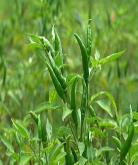 Sai Bhavya Seeds