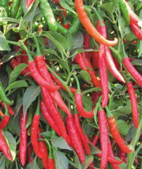 Sai Bhavya Seeds