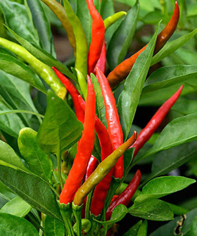 Sai Bhavya Seeds