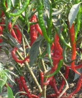 Sai Bhavya Seeds