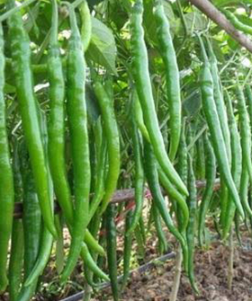 Sai Bhavya Seeds