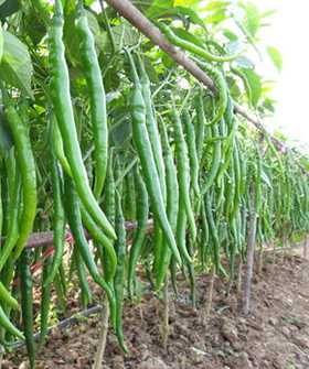 Sai Bhavya Seeds