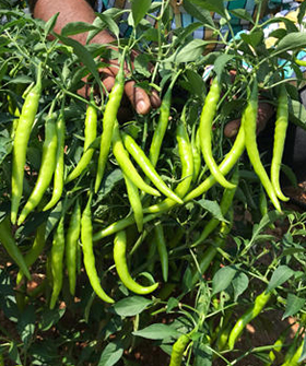 Sai Bhavya Seeds