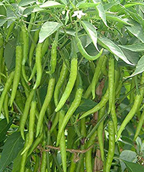 Sai Bhavya Seeds